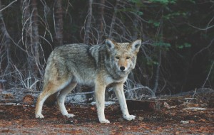lone wolf