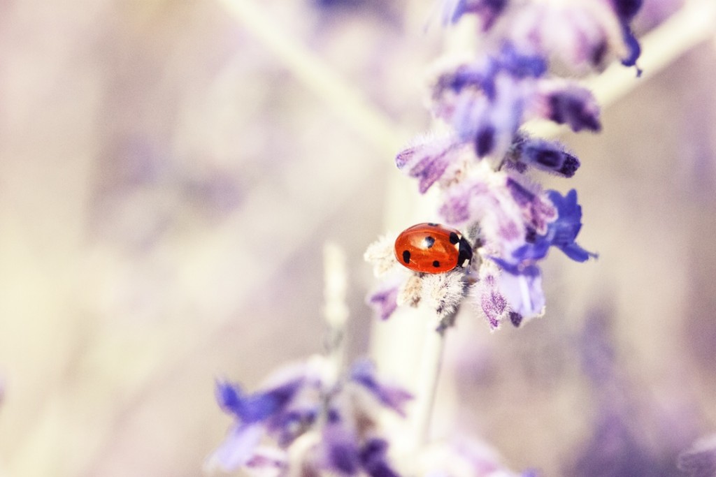 Ladybug by Dominique Knobben