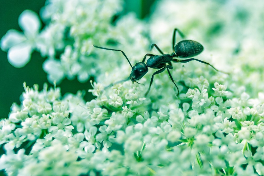 ants by David Higgins