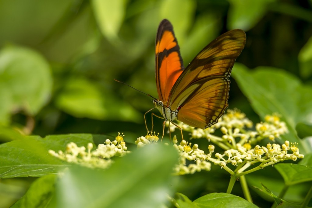 butterfly by Vincent can Zalinge