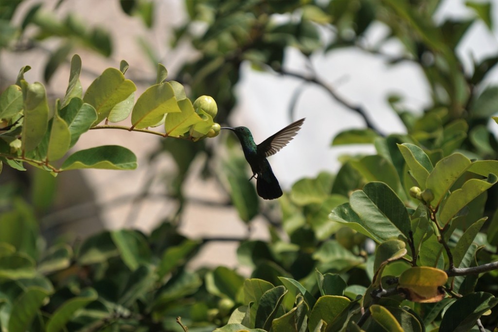 hummingbird by Erwan Heary